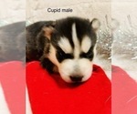 Small Photo #7 Siberian Husky Puppy For Sale in WASHBURN, WI, USA