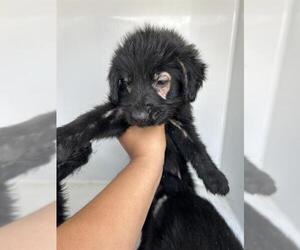 Labrador Retriever-Unknown Mix Dogs for adoption in Houston, TX, USA