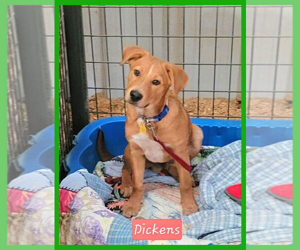 Medium Photo #1 Labrador Retriever-Unknown Mix Puppy For Sale in Granbury, TX, USA