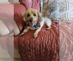 Small Photo #2 Poodle (Miniature)-Unknown Mix Puppy For Sale in Clarkston, MI, USA