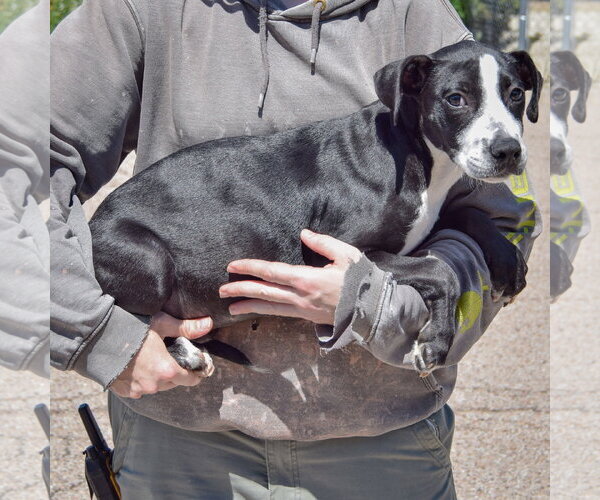 Medium Photo #2 American Staffordshire Terrier-Unknown Mix Puppy For Sale in Huntley, IL, USA