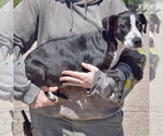 Small #1 American Staffordshire Terrier Mix