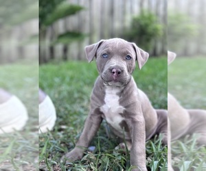 American Pit Bull Terrier Puppy for sale in MIAMI, FL, USA