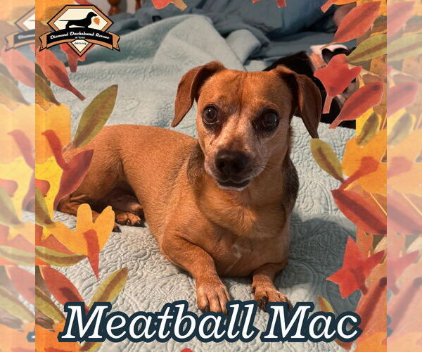 Medium Photo #7 Dachshund Puppy For Sale in San Antonio, TX, USA