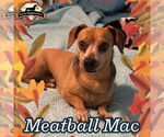 Small #6 Dachshund