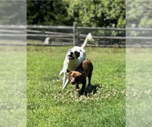 Sally Ann - Female Canaan Dog-Unknown Mix Dog for Adoption - Photo #8