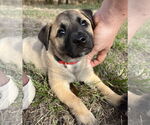Small #2 Labrador Retriever Mix
