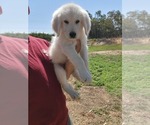 Puppy Puppy 5 Goldendoodle