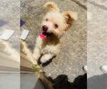 Small Mutt