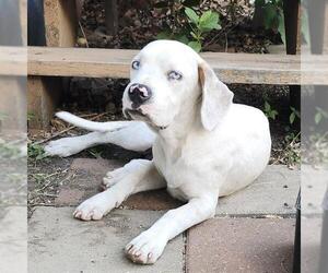 Boxer-Unknown Mix Dogs for adoption in San Antonio, TX, USA