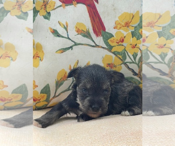 Medium Photo #2 Mutt Puppy For Sale in HOPKINSVILLE/PRINCETON, KY, NH, USA