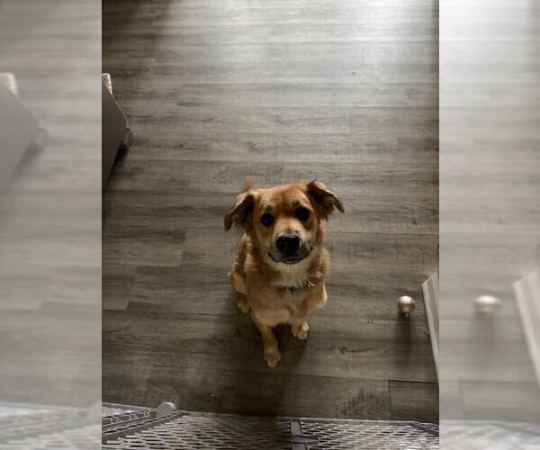 Medium Photo #1 Mutt Puppy For Sale in Evansville, IN, USA