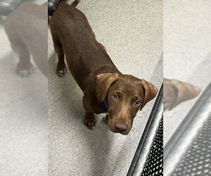 Labrador Retriever-Unknown Mix Dogs for adoption in Sterling, MA, USA