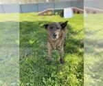 Small #1 German Shepherd Dog Mix