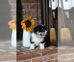 Small #3 Pembroke Welsh Corgi