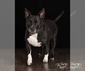 Marcy - Female Labrador Retriever-Unknown Mix Dog for Adoption - Photo #5