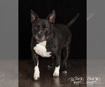 Small Photo #5 Labrador Retriever-Unknown Mix Puppy For Sale in Claremore, OK, USA