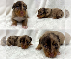 Miniature Australian Shepherd Puppy for sale in BROOKER, FL, USA