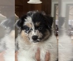 Small #8 Australian Shepherd
