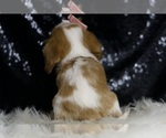 Small #1 Cavalier King Charles Spaniel