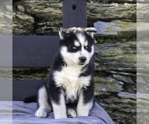 Siberian Husky Puppy for sale in KINZERS, PA, USA