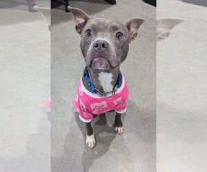 Mutt Dogs for adoption in Germantown, OH, USA