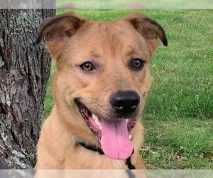Golden Shepherd Dogs for adoption in Cookeville, TN, USA
