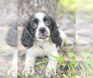 Cavalier King Charles Spaniel Puppy for sale in SAINT CLOUD, FL, USA