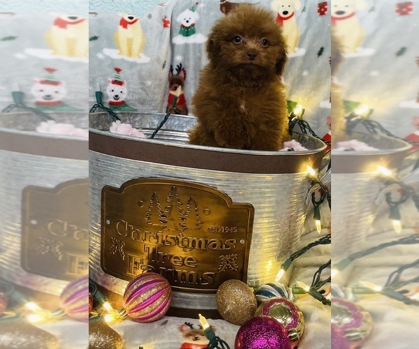 Medium Photo #7 Poodle (Toy) Puppy For Sale in CINCINNATI, OH, USA