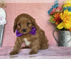 Cavapoo Puppy for sale in LANCASTER, PA, USA