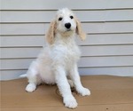Small Photo #10 Goldendoodle Puppy For Sale in TAYLORVILLE, IL, USA