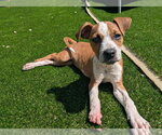 Small #1 Boxer Mix