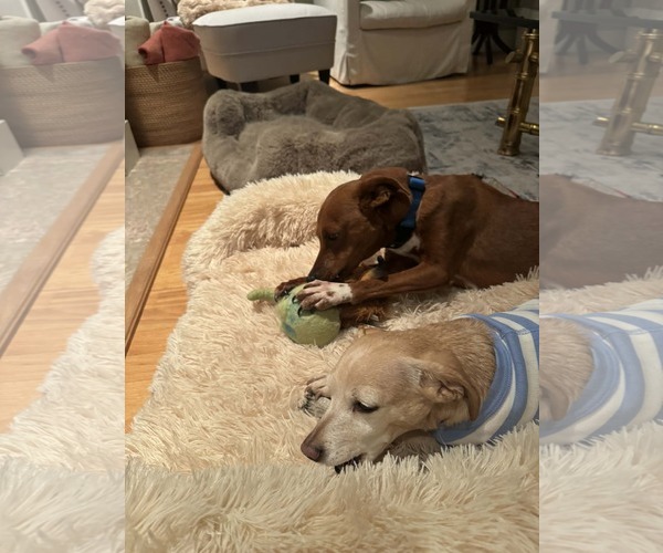 Medium Photo #9 Australian Shepherd-Whippet Mix Puppy For Sale in Arlington, WA, USA