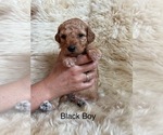 Puppy Black Boy Goldendoodle (Miniature)