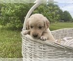 Puppy Raising Cane Golden Retriever