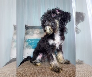 Miniature Bernedoodle Puppy for sale in GOSHEN, IN, USA