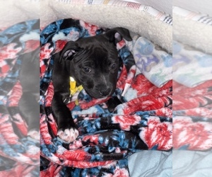American Bully Puppy for sale in ATLANTA, GA, USA