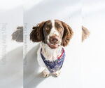 Small #2 English Springer Spaniel