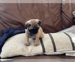 Small Photo #4 Pug Puppy For Sale in MARTINSBURG, WV, USA