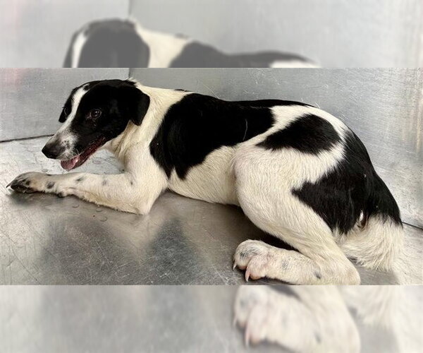 Medium Photo #1 Border Collie-Unknown Mix Puppy For Sale in Waco, TX, USA