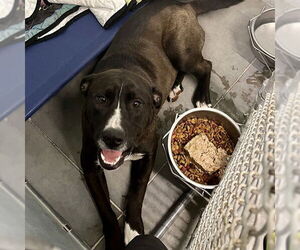 Plott Hound Dogs for adoption in Tavares, FL, USA