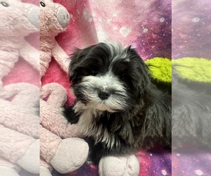 Havanese Puppy for sale in LIVONIA, MI, USA