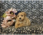 Small Photo #7 Pookimo Puppy For Sale in QUARRYVILLE, PA, USA