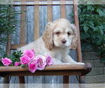 Puppy Diamond Cocker Spaniel