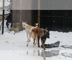 Small #18 Saluki-Whippet Mix