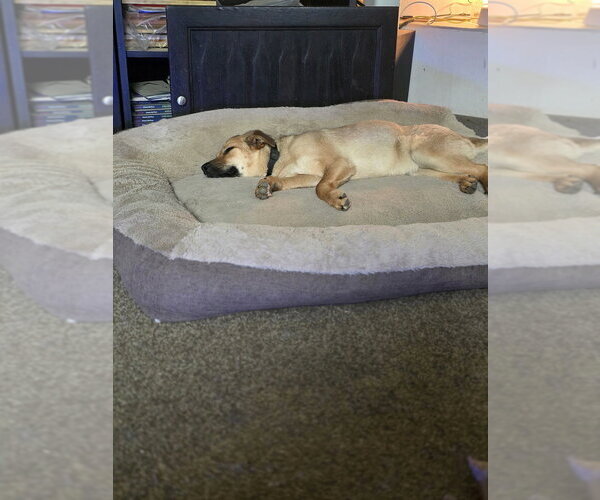 Medium Photo #2 Labrador Retriever-Unknown Mix Puppy For Sale in Aurora, IN, USA