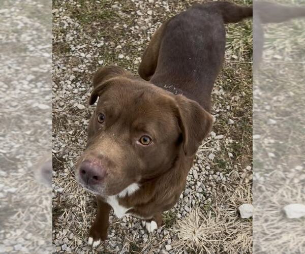Medium Photo #2 Labrador Retriever-Unknown Mix Puppy For Sale in Sistersville, WV, USA