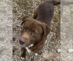 Small #1 Labrador Retriever Mix
