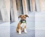 Small #9 Australian Shepherd Mix