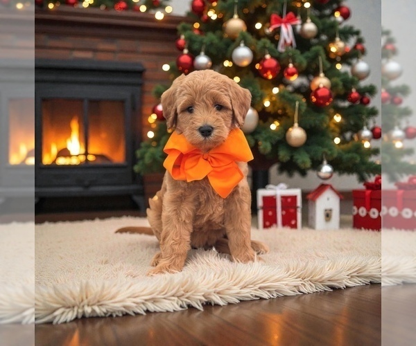 Medium Photo #2 Goldendoodle mix (+ Poodle Miniature) Puppy For Sale in WOODSTOCK, IL, USA